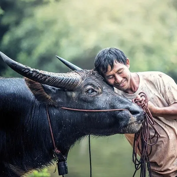 Vietnam Symbolism: The Soul, Identity, and Resilience of the S-Shaped Land